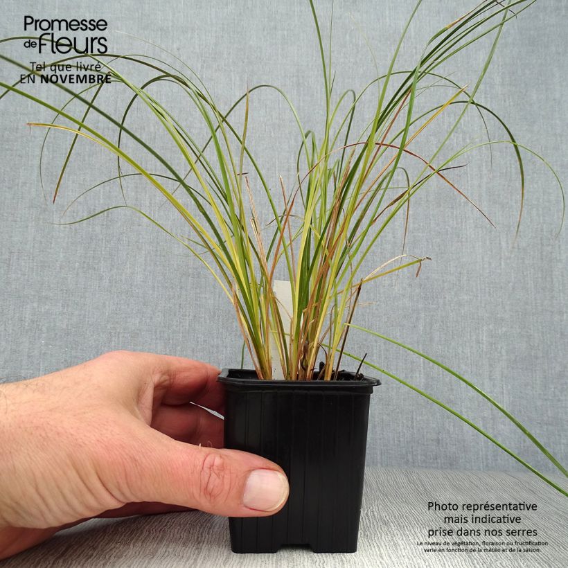 Carex testacea Prairie Fire 8/9 cm pot sample as delivered in autumn