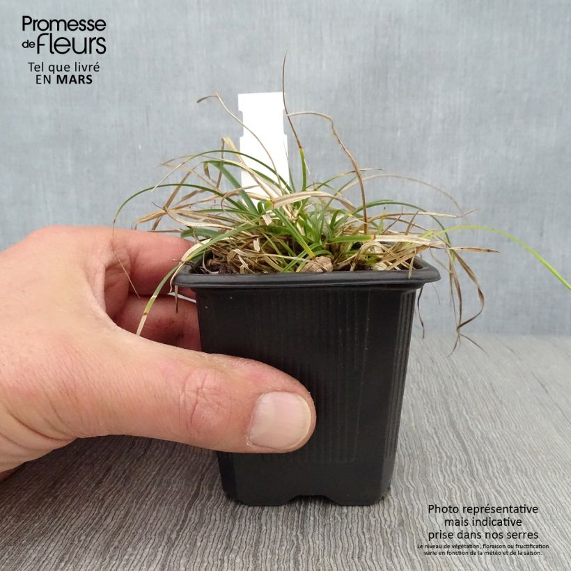 Carex umbrosa 8/9 cm pot sample as delivered in spring