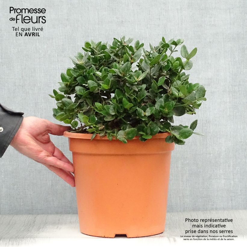 Carissa macrocarpa Prostrata 7.5L/10L pot sample as delivered in spring