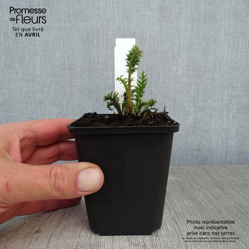 Carlina acaulis subsp. simplex Bronze 8/9 cm pot sample as delivered in spring