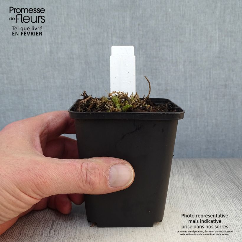 Carlina acaulis subsp. simplex 8/9 cm pot sample as delivered in winter