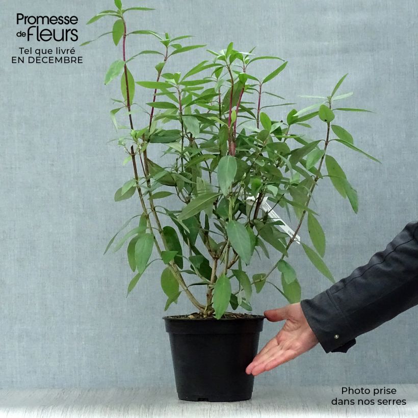 Carpenteria californica Bodnant 3L/4L pot sample as delivered in winter