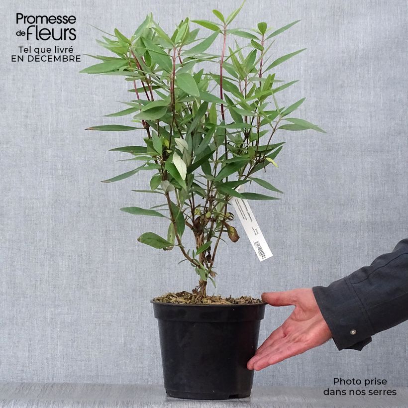 Carpenteria californica 3L/4L pot sample as delivered in winter