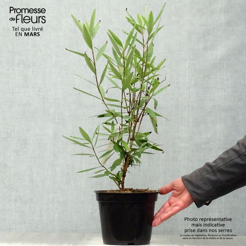 Carpenteria californica 3L/4L pot sample as delivered in spring