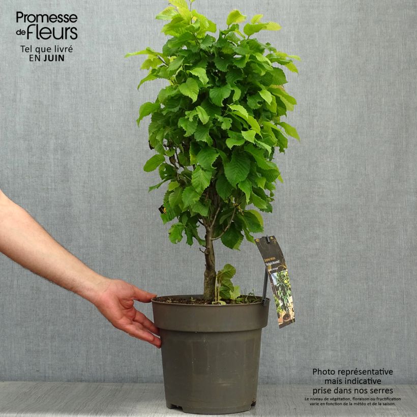 Carpinus betulus Fastigiata Monument - Hornbeam 6L/7L pot sample as delivered in spring