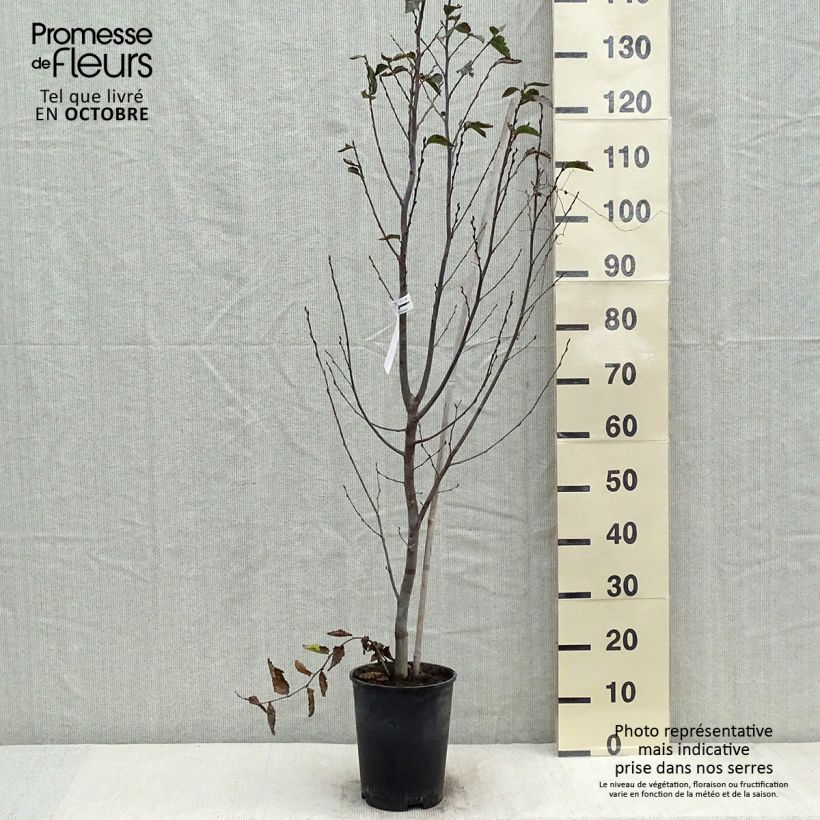 Carpinus betulus Orange Retz - Hornbeam 4L/5L pot sample as delivered in autumn