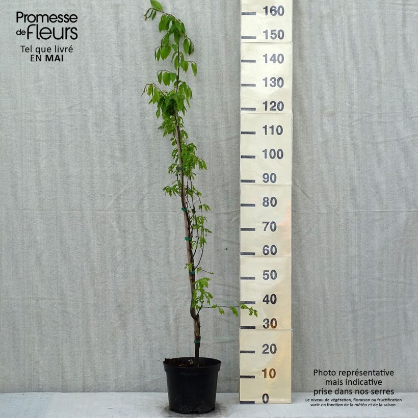 Carpinus betulus Quercifolia - Hornbeam 4L/5L pot sample as delivered in spring