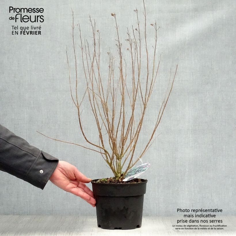 Caryopteris clandonensis Grand Bleu - Bluebeard 2L/3L pot sample as delivered in winter