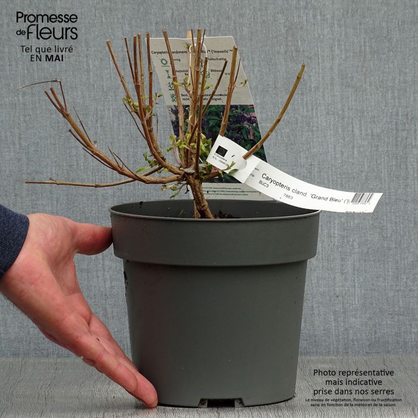 Caryopteris clandonensis Grand Bleu - Bluebeard 2L/3L pot sample as delivered in spring