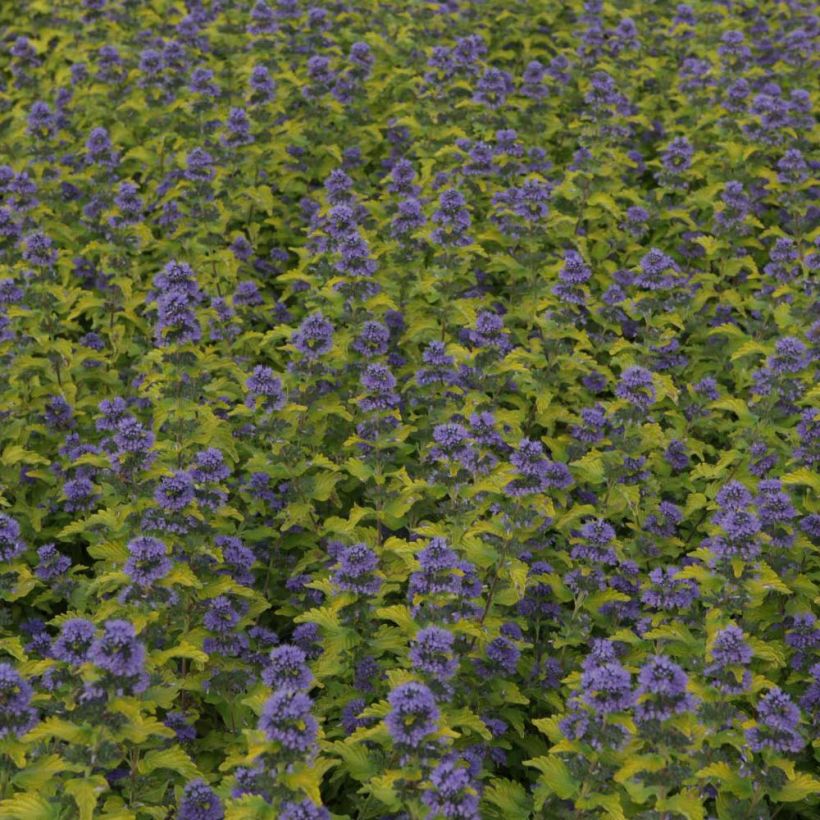 Caryopteris clandonensis Hint of Gold - Bluebeard (Flowering)