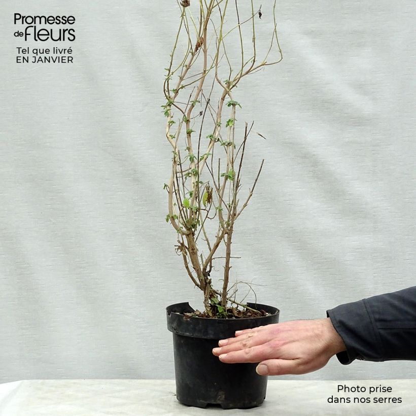 Caryopteris clandonensis Hint of Gold - Bluebeard 3L/4L pot sample as delivered in winter