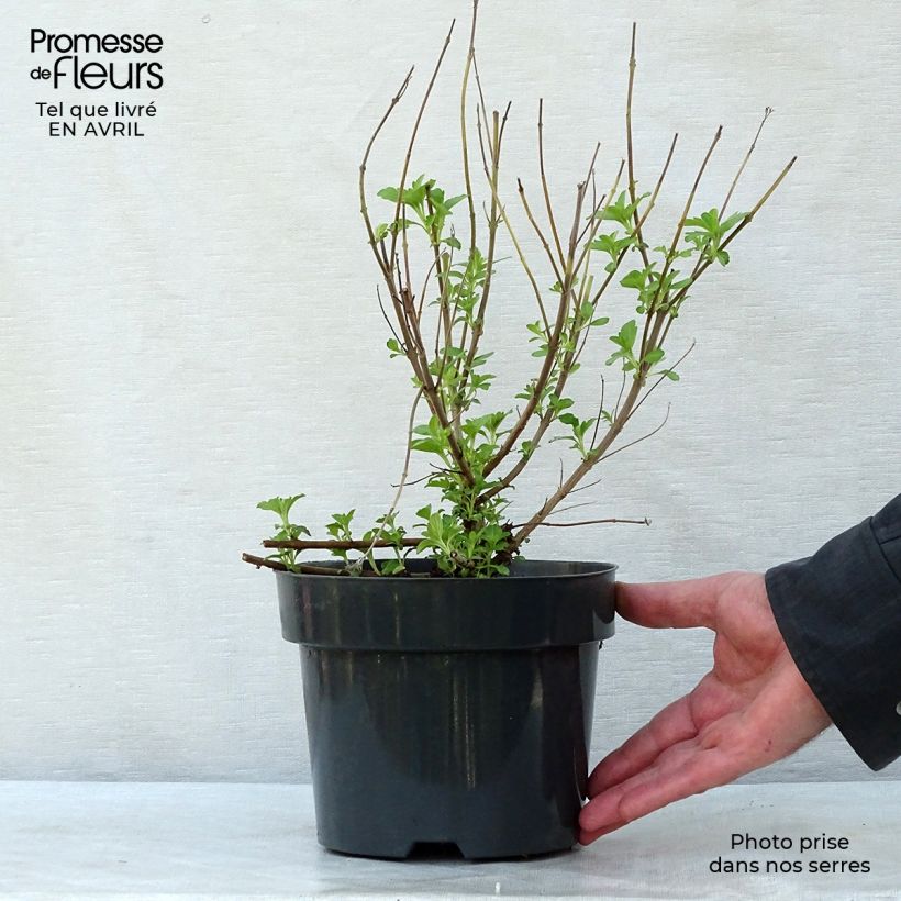 Caryopteris clandonensis Hint of Gold - Bluebeard 3L/4L pot sample as delivered in spring