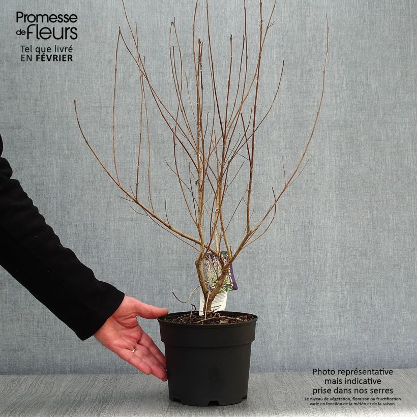 Caryopteris clandonensis Summer Sorbet - Bluebeard 3L/4L pot sample as delivered in winter