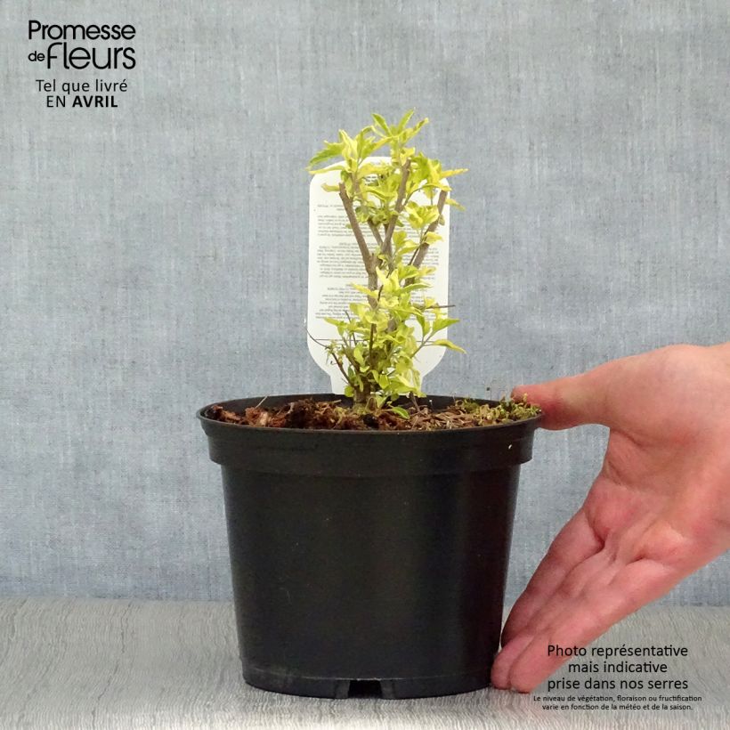 Caryopteris clandonensis Summer Sorbet - Bluebeard 3L/4L pot sample as delivered in spring