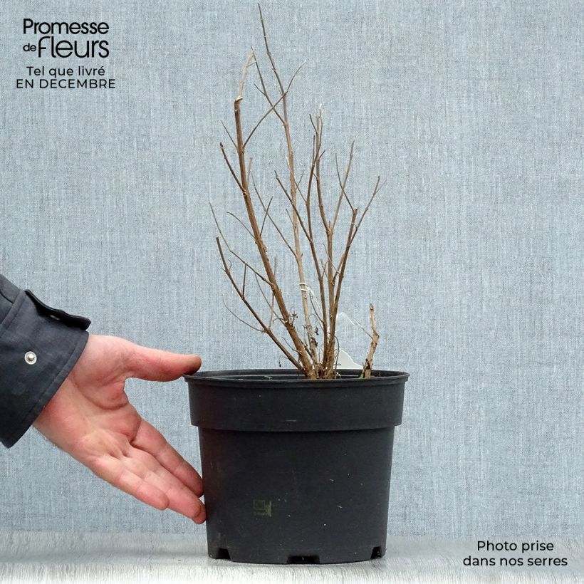 Caryopteris clandonensis White Surprise - Bluebeard 2L/3L pot sample as delivered in winter