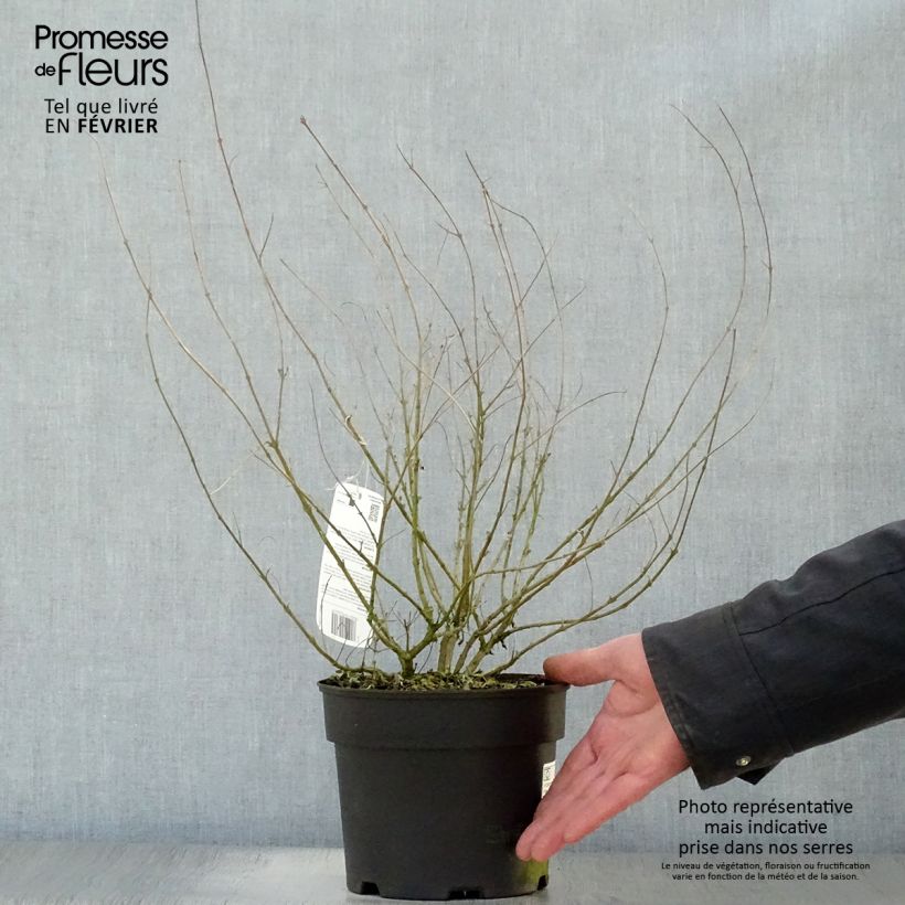 Caryopteris clandonensis Worcester Gold - Bluebeard 2L/3L pot sample as delivered in winter