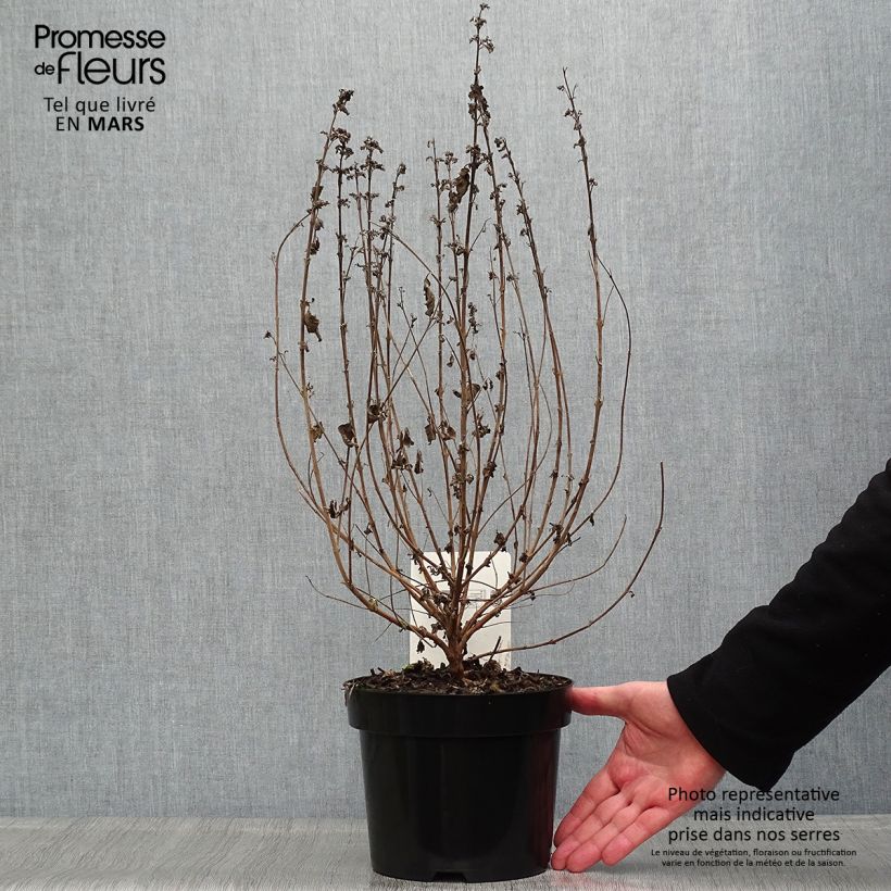 Caryopteris Good as Gold - Bluebeard 2L/3L pot sample as delivered in spring