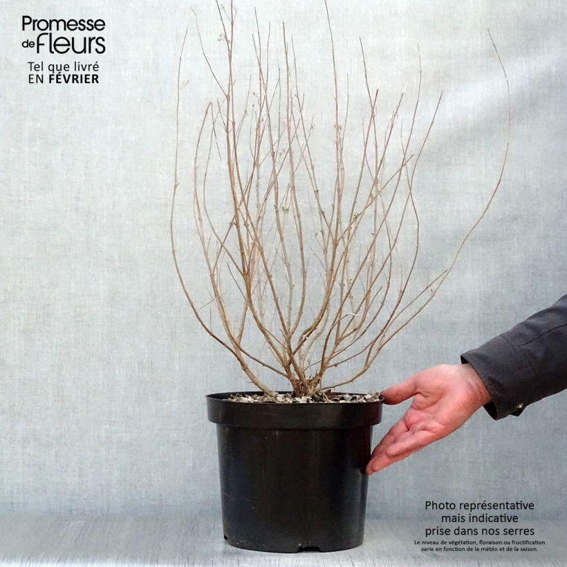 Caryopteris clandonensis Heavenly Blue - Bluebeard 7.5L/10L pot sample as delivered in winter