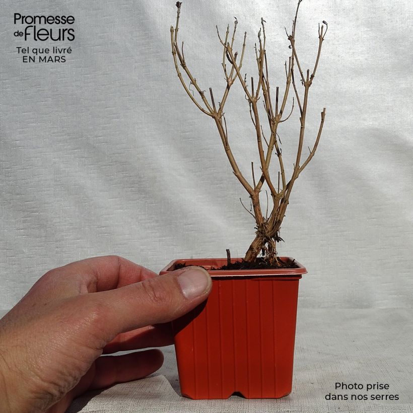 Caryopteris clandonensis Heavenly Blue - Bluebeard 8/9 cm pot sample as delivered in spring