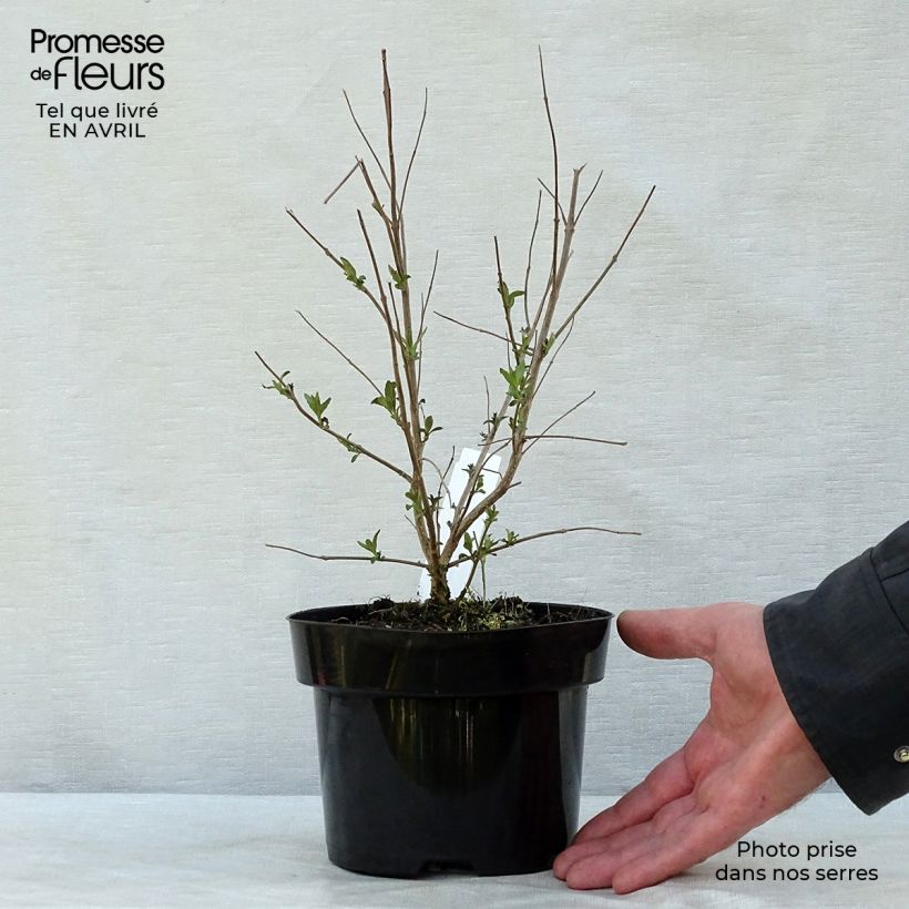 Caryopteris clandonensis Heavenly Blue - Bluebeard 2L/3L pot sample as delivered in spring