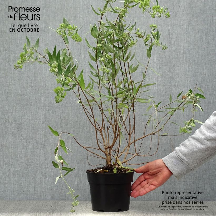 Caryopteris clandonensis Heavenly Blue - Bluebeard 2L/3L pot sample as delivered in autumn