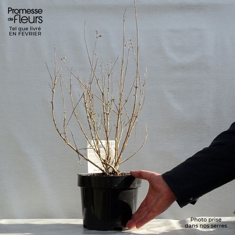 Caryopteris clandonensis Pink Perfection - Bluebeard 2L/3L pot sample as delivered in winter