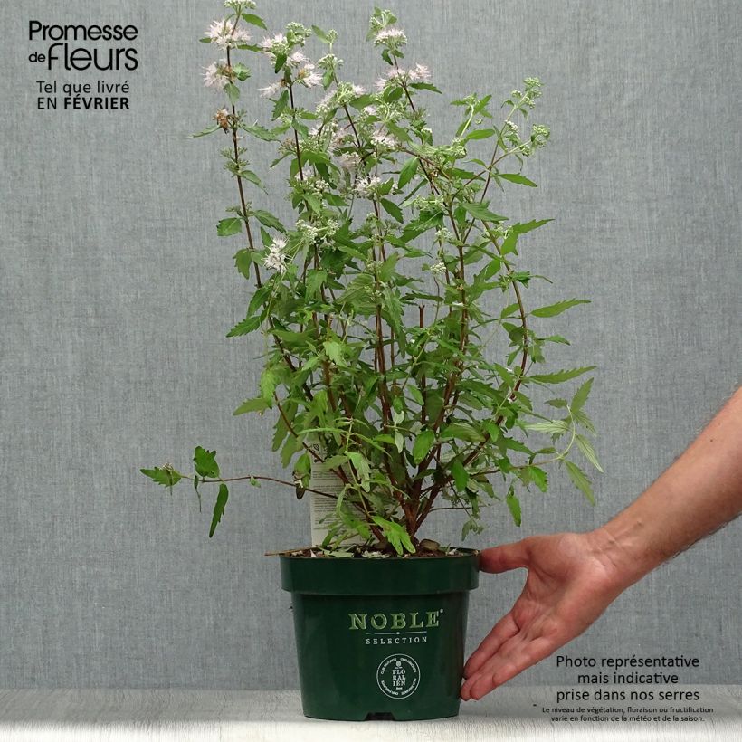 Caryopteris clandonensis Pink Perfection - Bluebeard 2L/3L pot sample as delivered in autumn