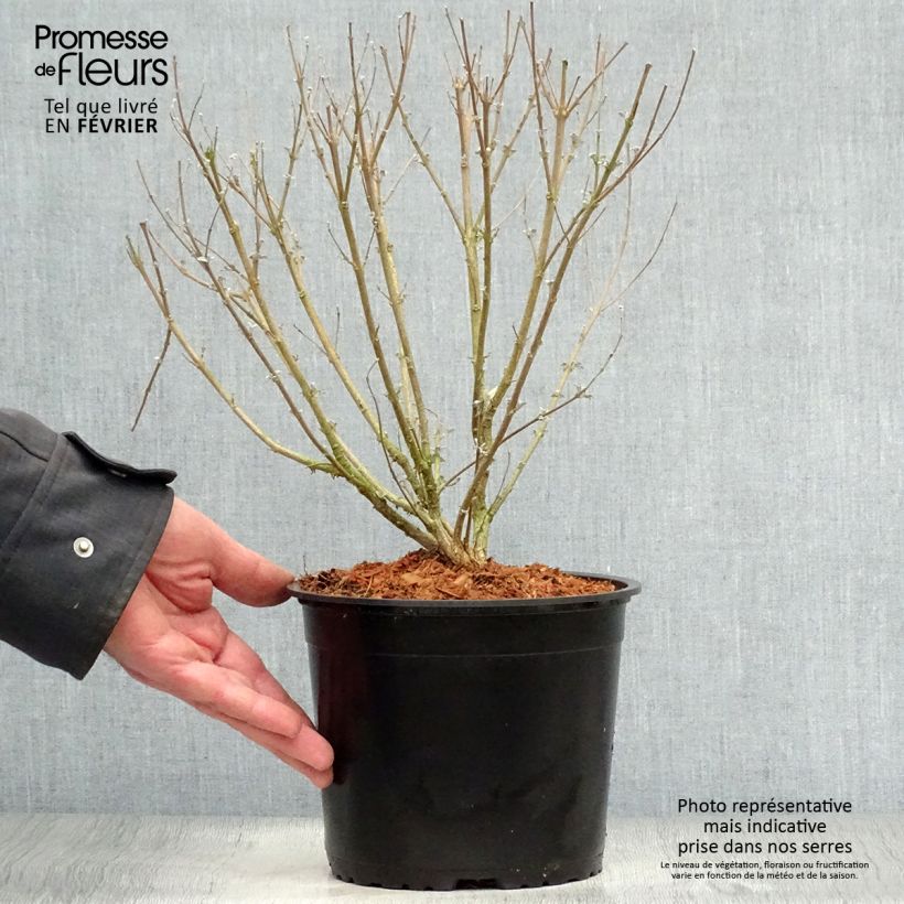 Caryopteris clandonensis Stephi - Bluebeard 3L/4L pot sample as delivered in winter