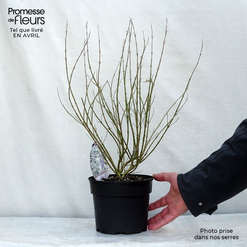 Caryopteris clandonensis Sterling silver - Bluebeard 2L/3L pot sample as delivered in spring