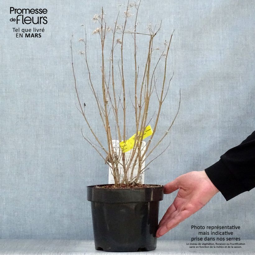 Caryopteris clandonensis Thetis - Bluebeard 2L/3L pot sample as delivered in spring