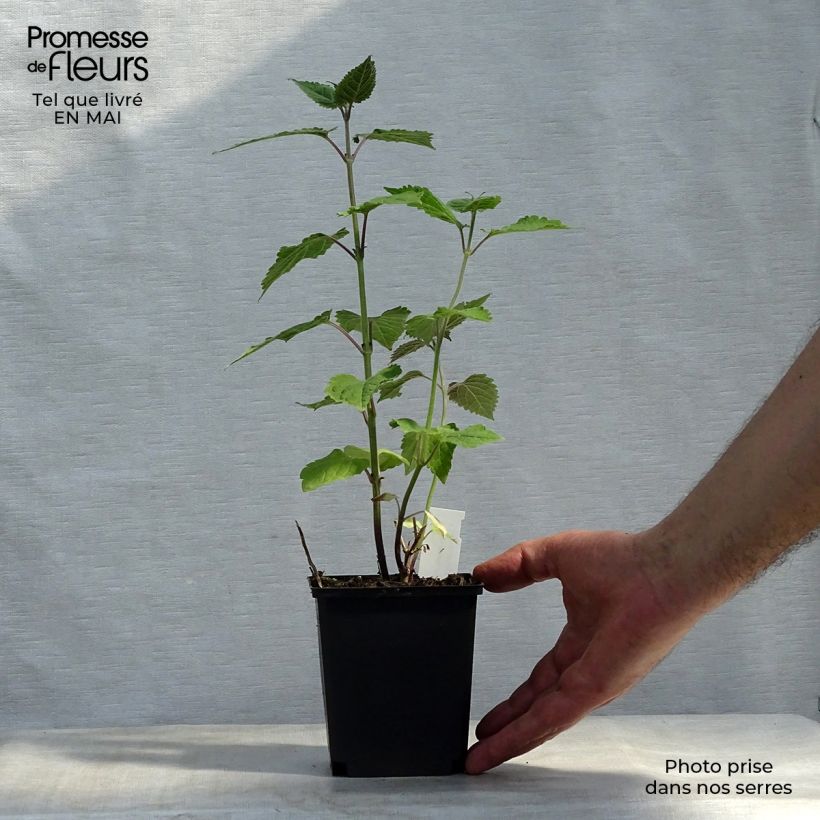 Caryopteris divaricata 8/9 cm pot sample as delivered in spring