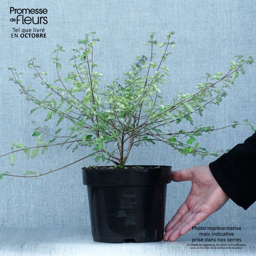 Caryopteris incana Sunny Blue - Bluebeard 2L/3L pot sample as delivered in autumn
