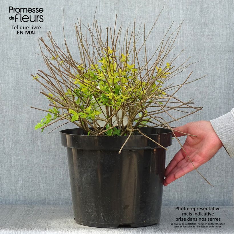 Caryopteris incana Sunshine Blue - Bluebeard 7.5L/10L pot sample as delivered in spring