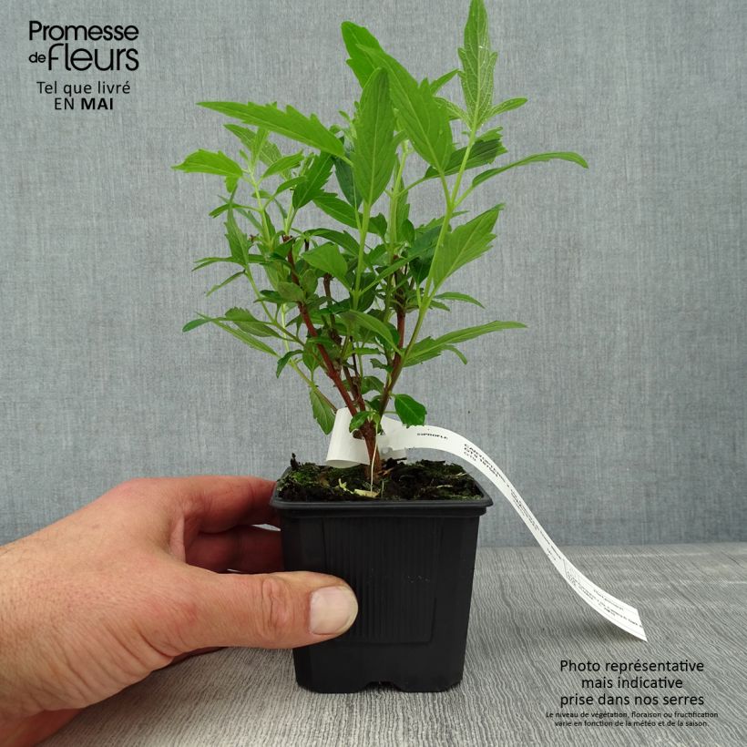 Caryopteris clandonensis Camara Dark Blue - Bluebeard 8/9 cm pot sample as delivered in spring