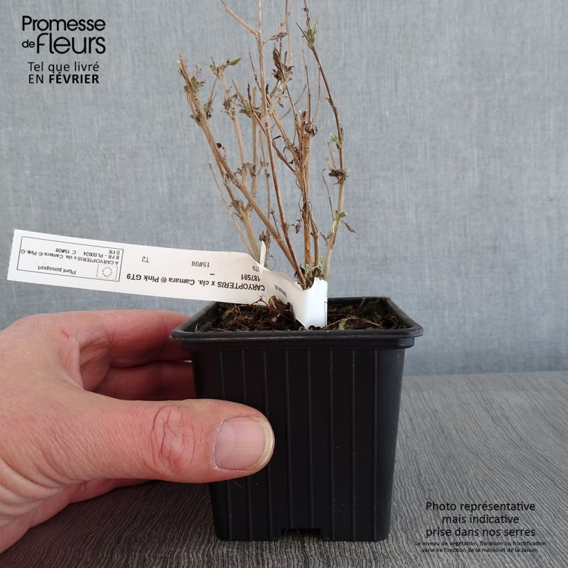 Caryopteris clandonensis Camara Pink - Bluebeard 8/9 cm pot sample as delivered in winter