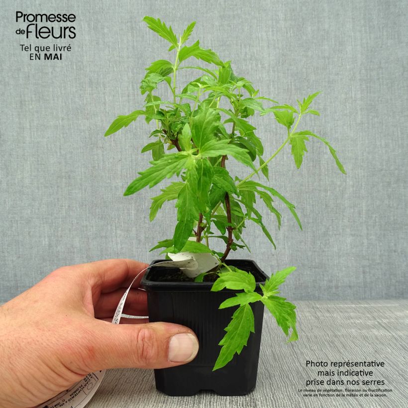 Caryopteris clandonensis Camara Pink - Bluebeard 8/9 cm pot sample as delivered in spring