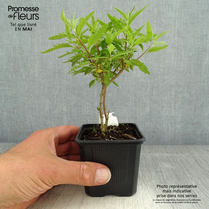 Caryopteris clandonensis Pavilion Pink - Bluebeard 8/9 cm pot sample as delivered in spring