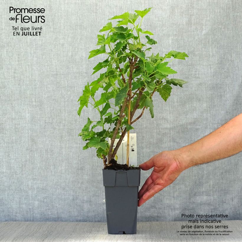 Ribes nidigrolaria Jostaberry 2L/3L pot, Bush sample as delivered in summer