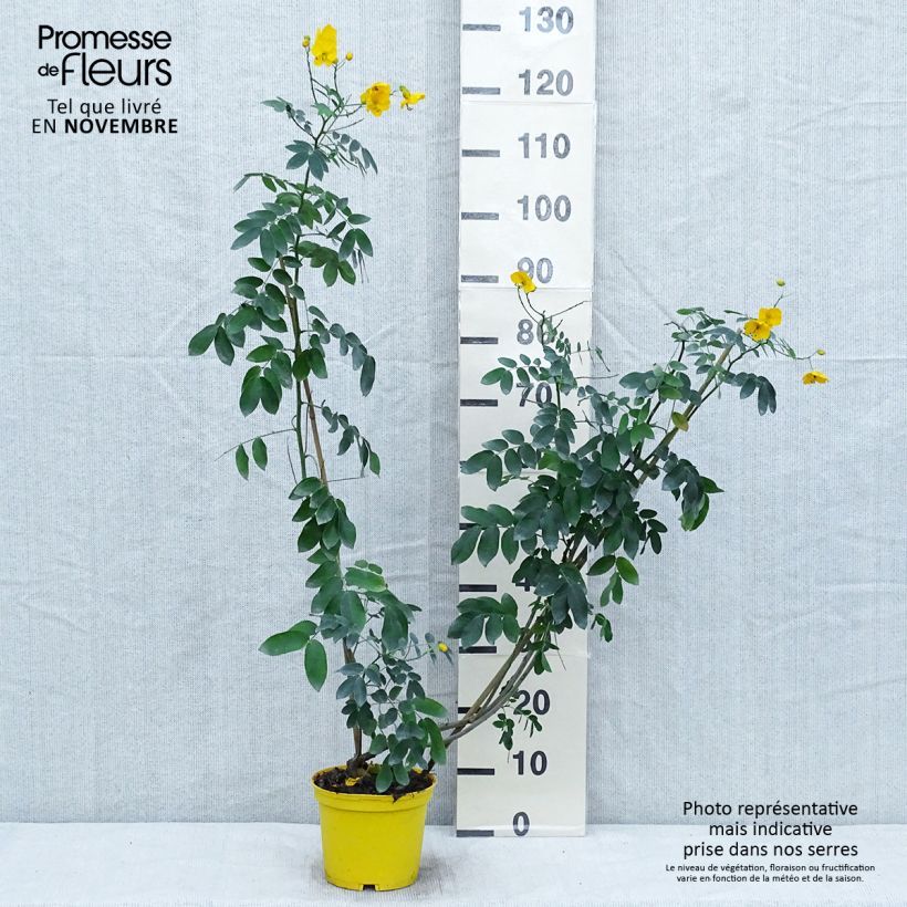 Cassia floribunda 2L/3L pot sample as delivered in autumn