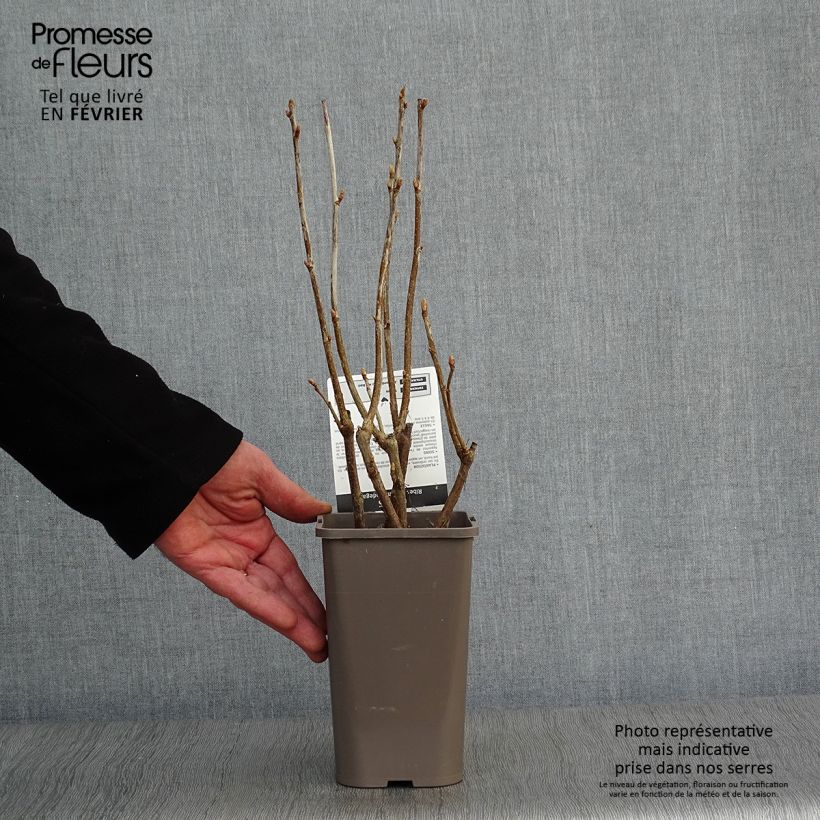 Blackcurrant Andega - Ribes nigrum 1.5L/2L pot, Bush sample as delivered in winter