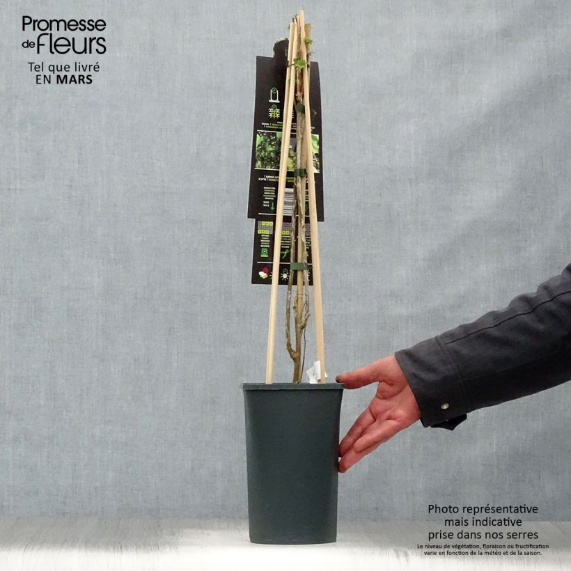 Blackcurrant Ben Nevis - Ribes nigrum 1.5L/2L pot, Bush sample as delivered in spring