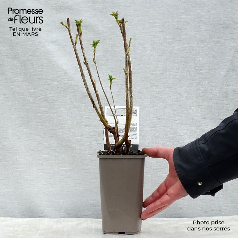 Blackcurrant Black Down - Ribes nigrum 1L/1.5L pot, Bush sample as delivered in spring