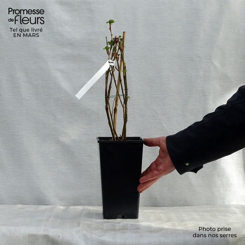 Blackcurrant Giant Boskoop - Ribes nigrum 1.5L/2L pot sample as delivered in spring