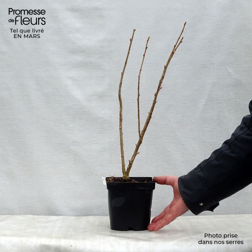 Blackcurrant Neva - Ribes nigrum 2L/3L pot, Bush sample as delivered in spring