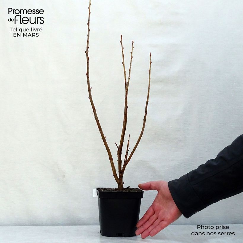 Blackcurrant Noir de Bourgogne - Ribes nigrum 1.5L/2L pot, Bush sample as delivered in spring