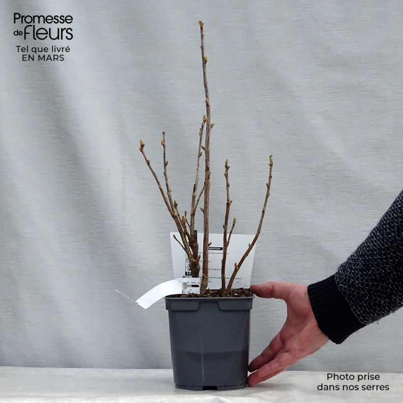 Blackcurrant Perles d'Auvergne - Georges Delbard 2L/3L pot, Bush sample as delivered in winter