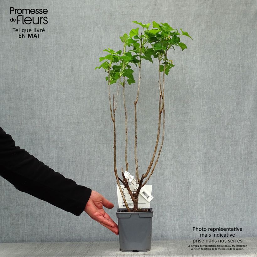 Blackcurrant Perles d'Auvergne - Georges Delbard 2L/3L pot, Bush sample as delivered in spring