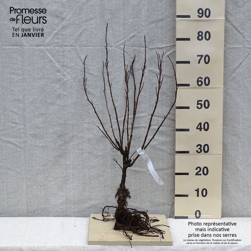 Blackcurrant Bush - Ribes nigrum Bare root, Bush sample as delivered in winter