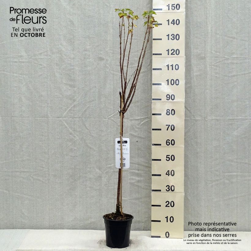 Blackcurrant Titania - Ribes nigrum 1.5L/2L pot sample as delivered in autumn