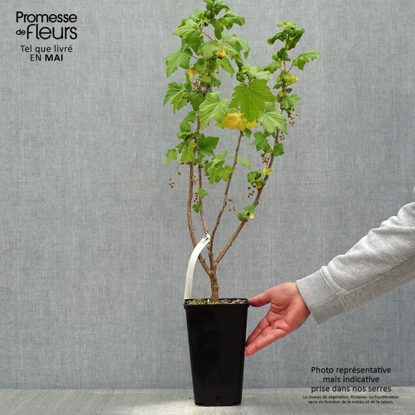 Blackcurrant Troll - Ribes nigrum 2L/3L pot, Bush sample as delivered in spring